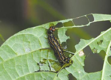 四川高速上万毛虫攻城 居民躲进网吧过夜