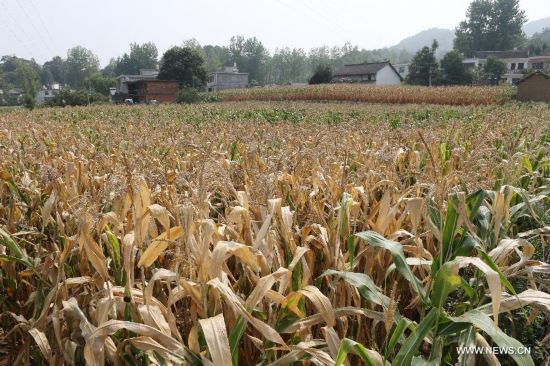 Photo taken on July 30, 2014 shows a dry corn field in Guofenglou Town in Shangnan County, northwest China's Shaanxi Province. Shangnan County has suffered from drought since late July. (Xinhua/Mu Jialiang)