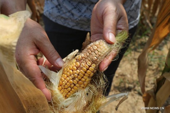 Photo taken on July 30, 2014 shows a withered corn in Guofenglou Town in Shangnan County, northwest China's Shaanxi Province. Shangnan County has suffered from drought since late July. (Xinhua/Mu Jialiang)