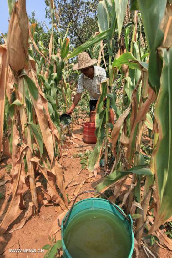 A villager waters a dry corn field at Xujia Village of Tanshan Town, Yun County, Shiyan City, central China's Hubei Province, July 31, 2014. Lingering drought in Yun County has scorched rivers and reservoirs, causing water shortages. (Xinhua/Cheng Fuhua)