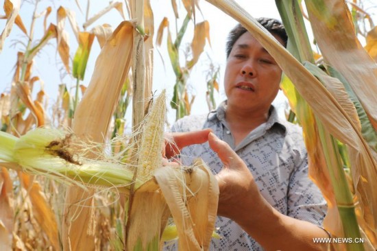 Zhang Chuanzhen, head of local husbandry station, checks withered corn in Guofenglou Town in Shangnan County, northwest China's Shaanxi Province, July 30, 2014. Shangnan County has suffered from drought since late July. (Xinhua/Mu Jialiang)