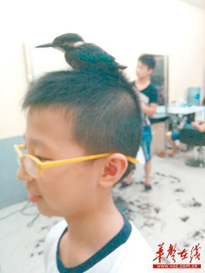 小鸟赖在理发店 趴男童新发型上不肯走(图)