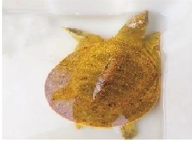 "土豪金甲鱼"现身菜市场 满身尽带"黄金甲"