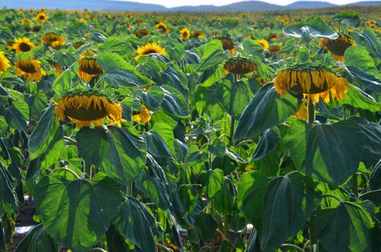 内蒙古遇近三年最重旱灾 大面积向日葵已经枯