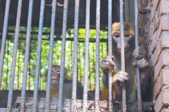 动物园凉方:冲凉<em>玩冰</em> 啃西瓜--人民网四川频道