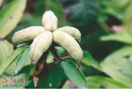 洛阳进入牡丹籽采摘期 牡丹全身都是宝(图)