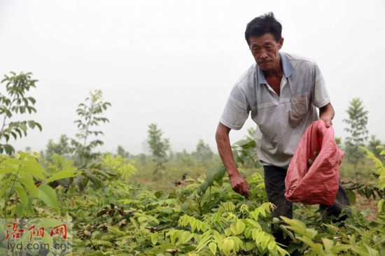 洛阳进入牡丹籽采摘期 油用牡丹种植开始收益
