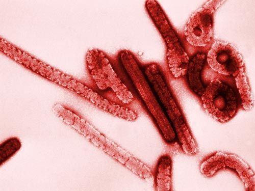 吃人肉细菌肆虐美国 致命微生物高清照