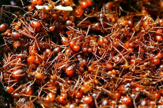 非洲男子被妻子举报被迫割礼 探秘残忍的女孩