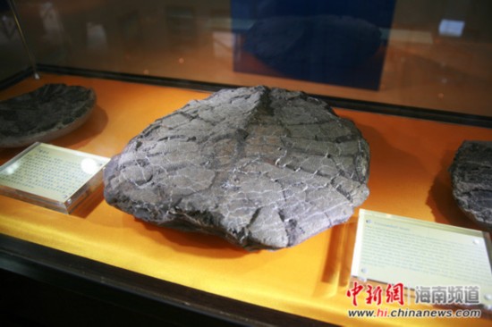 景区“传说”展品——3块与龟壳极其相似的黑色鳌石。邓奥赛 摄