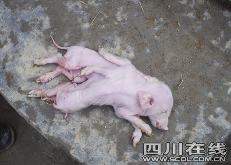 母猪生出一头8条腿小猪 两个身子叫声像狗(图【5】