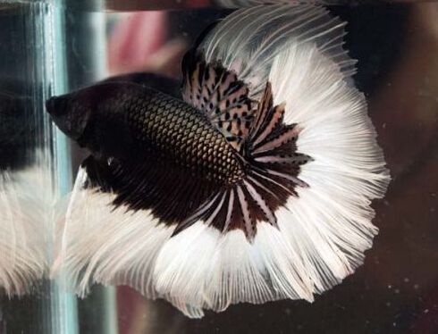 美垂钓船一天喜获3条罕见月亮鱼 揭秘深海珍稀