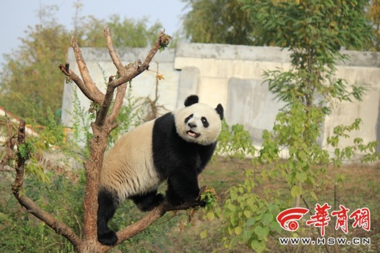 大熊猫秦岭亚种脸圆鼻子短长得像猫 发现时间