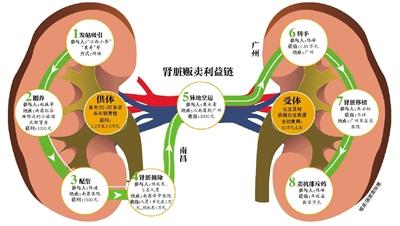 贩肾团伙交易产业链曝光:圈养近40人摘肾23个