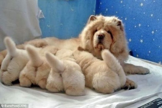 日本宠物主人晒狗狗屁股照 称能消除烦恼