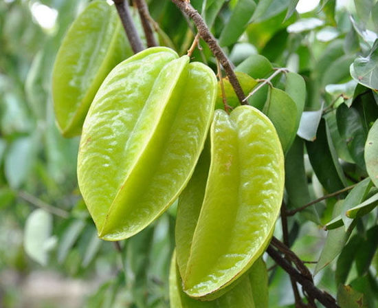 菠萝蜜释迦杨桃 去泰国旅游不可不吃的水果