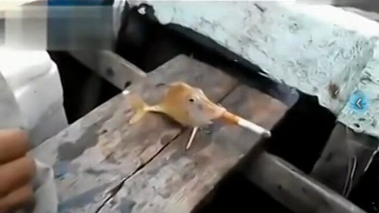 怪鱼吸烟视频遭网友谴责 人模人样的动物搞怪