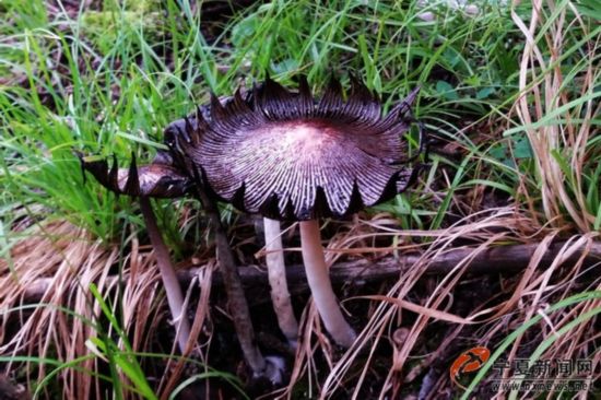 贺兰山紫蘑进入采摘季 注意区分勿采毒蘑菇