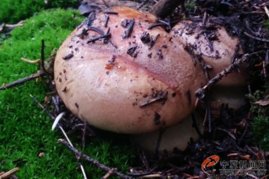 贺兰山紫蘑进入采摘季 注意区分勿采毒蘑菇