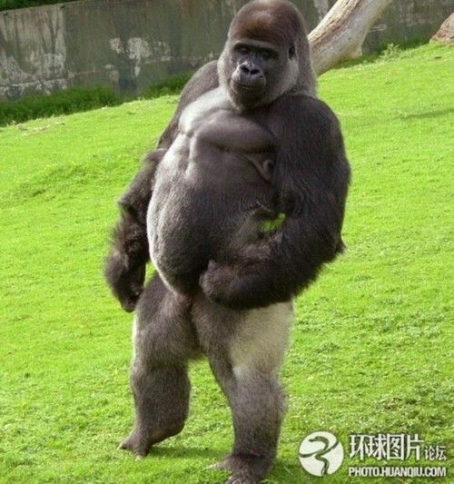 大猩猩是灵长目中最大的动物,是继黑猩猩属的两个种后与人类最