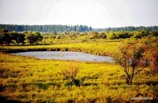 Zhenbao Island, which means rare treasure in Chinese, has a wetland area of 29,275 hectares. The wetland here was designated as a wetland of international importance by the Ramsar Convention on October 2011 for its vital importance as a unique wetland for biological diversity. 