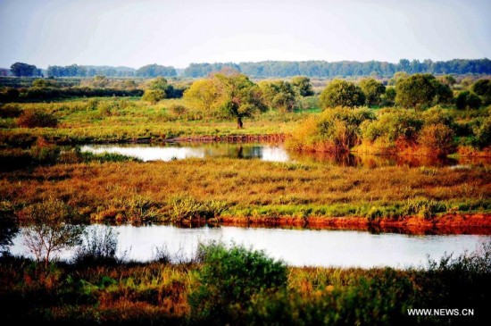 Zhenbao Island, which means rare treasure in Chinese, has a wetland area of 29,275 hectares. The wetland here was designated as a wetland of international importance by the Ramsar Convention on October 2011 for its vital importance as a unique wetland for biological diversity. 