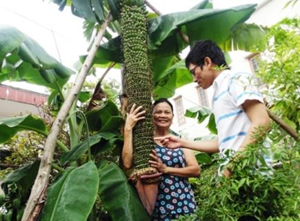越南现超级香蕉树 一穗已结出超3000个香蕉(图