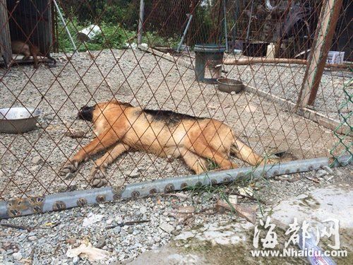 福清养狗场27只名贵宠物犬相继死亡 疑遭人投