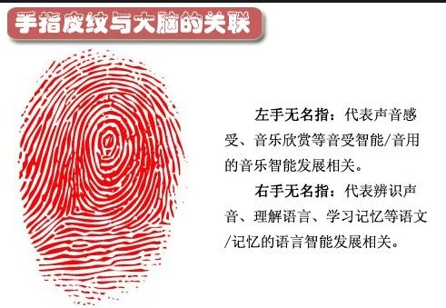 手指皮纹与大脑有关联 指纹暗示人一生命运