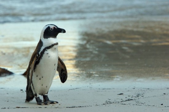 There’s growing concern over the serious decline in the African Penguin population, which experts say could be extinct within the next 10 years.