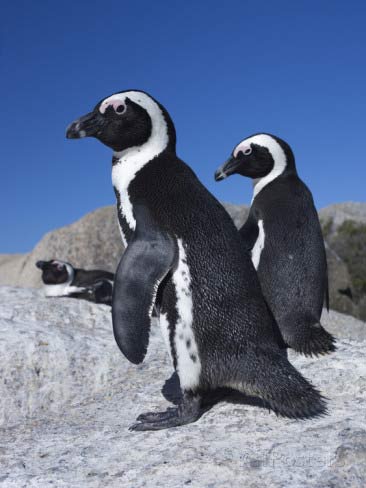 There’s growing concern over the serious decline in the African Penguin population, which experts say could be extinct within the next 10 years.