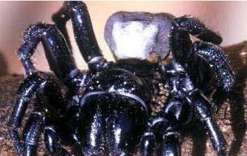 浙江首次截获活体箭毒蛙 10大最毒动物盘点