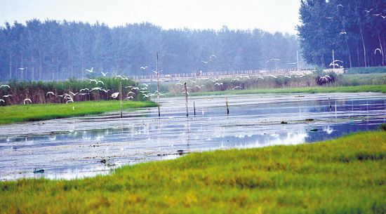 江苏睢宁姚集镇房湾古黄河湿地白鹭飞舞