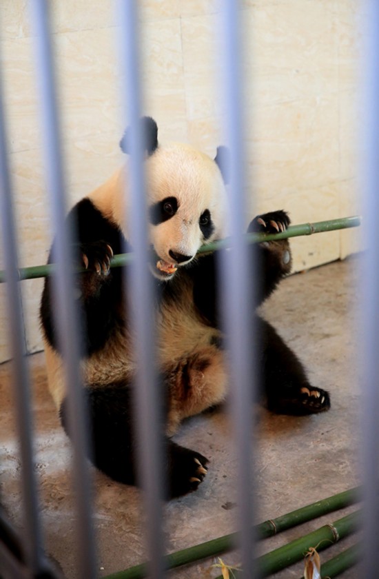 大熊猫华?山接受野化放归培训