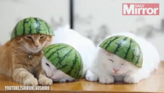 萌翻!三只小猫头戴西瓜皮帽一起小憩