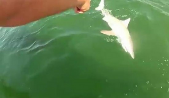 震惊!凶猛石斑鱼吃掉鲨鱼