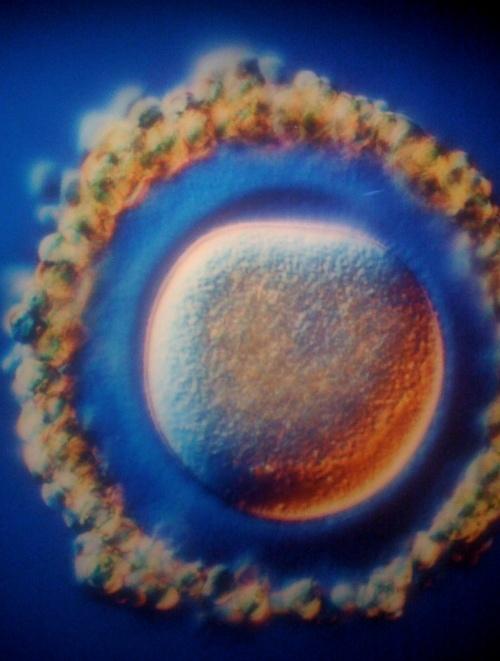 子宫里的故事:精子遇上卵子 记录生命孕育全过