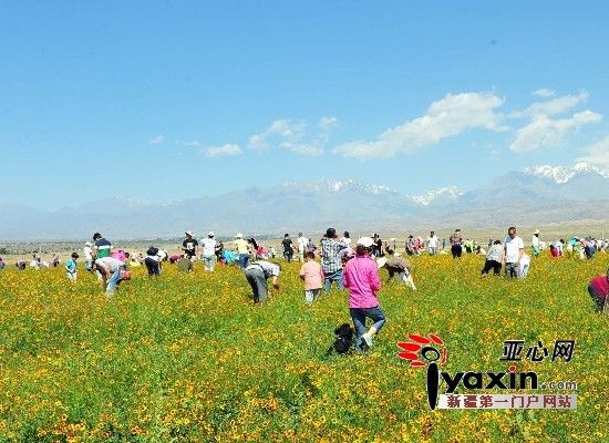 新疆乌鲁木市达?城第三届雪菊文化旅游节盛大