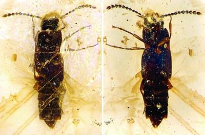 中国科研团队发现世界最早铠甲等昆虫化石(图