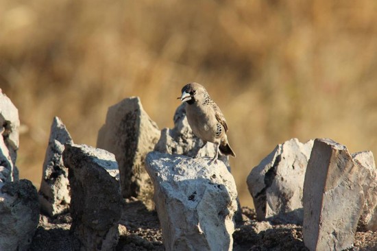 世界最大鸟巢压垮树干 重1814斤有100个隔间