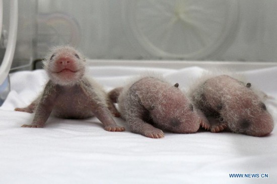 A newborn giant panda triplet (L) looks up as its two twins rest by its side in an incubator at the Chimelong Safari Park in Guangzhou, capital of south China's Guangdong Province, Aug. 9, 2014, the 12th day after their birth. A rare set of giant panda triplets which were born at Guangzhou's Chimelong Safari Park between 0:55 and 4:50 a.m. on July 29 turned one month old on Thursday, thus becoming the world's first panda triplets to survive. Their mum, Ju Xiao, is a female giant panda from Wolong, a major giant panda habitat in southwest China's Sichuan Province. Since birth, the triplet cubs, two males and a female, have been in good health condition under the care of giant panda experts and professionals. Meanwhile, the Chimelong Safari Park has launched an event to collect name options globally for the newborn giant panda triplets. (Xinhua/Chimelong Safari Park)