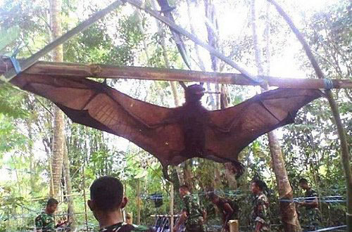 巨型蝙蝠翼展可达1.5米 外形恐怖吸食动物鲜血