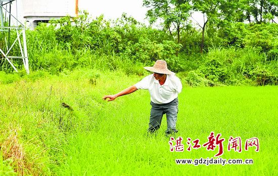 家庭农场的湛江实践样本