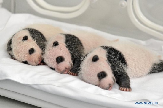 Three newborn giant panda triplets rest in an incubator at the Chimelong Safari Park in Guangzhou, capital of south China's Guangdong Province, Aug. 22, 2014, the 25th day after their birth. A rare set of giant panda triplets which were born at Guangzhou's Chimelong Safari Park between 0:55 and 4:50 a.m. on July 29 turned one month old on Thursday, thus becoming the world's first panda triplets to survive. Their mum, Ju Xiao, is a female giant panda from Wolong, a major giant panda habitat in southwest China's Sichuan Province. Since birth, the triplet cubs, two males and a female, have been in good health condition under the care of giant panda experts and professionals. Meanwhile, the Chimelong Safari Park has launched an event to collect name options globally for the newborn giant panda triplets. (Xinhua/Chimelong Safari Park)