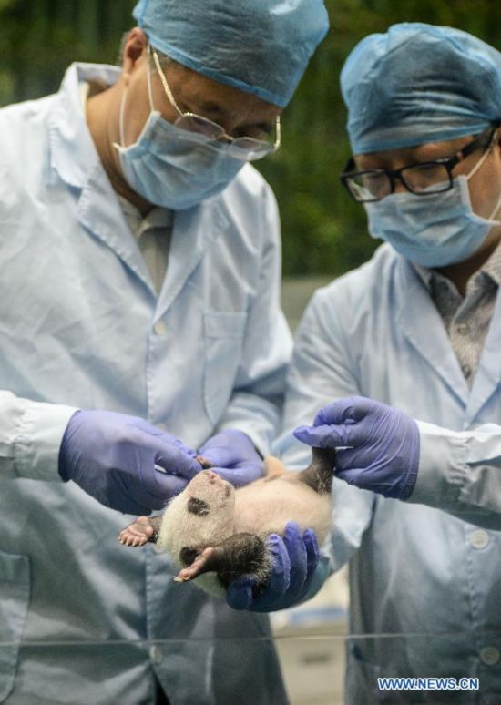 Giant panda experts conduct a health test for a 31-day-old giant panda triplet at the Chimelong Safari Park in Guangzhou, capital of south China's Guangdong Province, Aug. 28, 2014. A rare set of giant panda triplets which were born at Guangzhou's Chimelong Safari Park between 0:55 and 4:50 a.m. on July 29 turned one month old on Thursday, thus becoming the world's first panda triplets to survive. Their mum, Ju Xiao, is a female giant panda from Wolong, a major giant panda habitat in southwest China's Sichuan Province. Since birth, the triplet cubs, two males and a female, have been in good health condition under the care of giant panda experts and professionals. Meanwhile, the Chimelong Safari Park has launched an event to collect name options globally for the newborn giant panda triplets. (Xinhua/Liu Dawei)