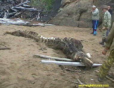 巨型蝙蝠视频网络热传 翼展1.5米酷似外星生物