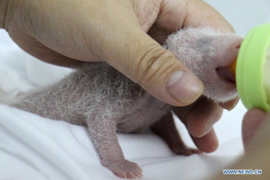 A newborn giant panda triplet is fed by a staff member at the Chimelong Safari Park in Guangzhou, capital of south China's Guangdong Province, Aug. 7, 2014, the 10th day after the birth of it and its two twins. A rare set of giant panda triplets which were born at Guangzhou's Chimelong Safari Park between 0:55 and 4:50 a.m. on July 29 turned one month old on Thursday, thus becoming the world's first panda triplets to survive. Their mum, Ju Xiao, is a female giant panda from Wolong, a major giant panda habitat in southwest China's Sichuan Province. Since birth, the triplet cubs, two males and a female, have been in good health condition under the care of giant panda experts and professionals. Meanwhile, the Chimelong Safari Park has launched an event to collect name options globally for the newborn giant panda triplets. (Xinhua/Chimelong Safari Park)