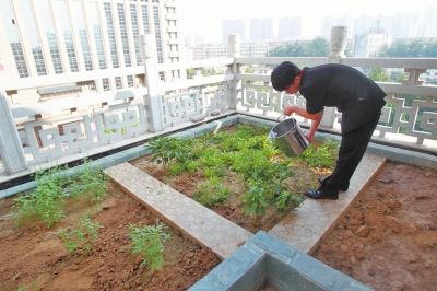 河南将规范立体绿化技术 今后屋顶种花种菜都