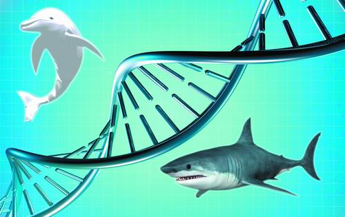 DNA条形码 海洋生物的身份证