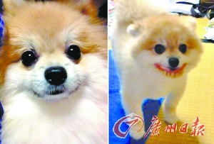 日本小狗偷戴假牙露牙龈 滑稽可爱萌翻网友(图